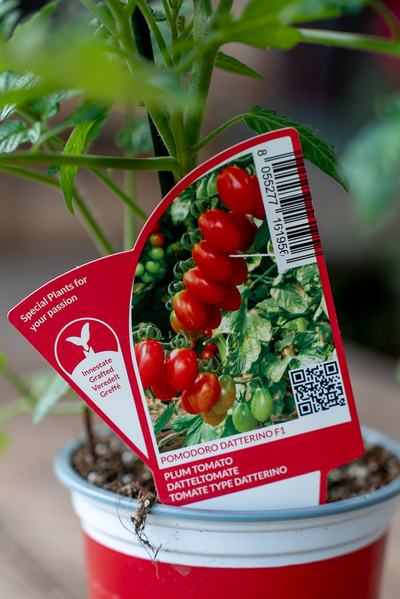 Pomodoro Datterino F1