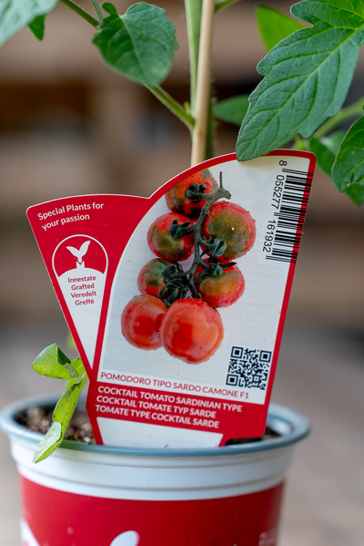 Pomodoro Tipo Sardo Camone F1