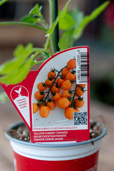 Pomodoro Ciliegino Giallo F1