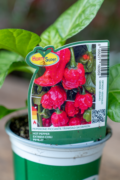 Peperone Piccante Trinidad Skorpion