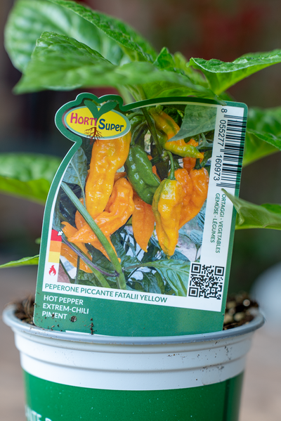 Peperone Piccante Fatalii Yellow