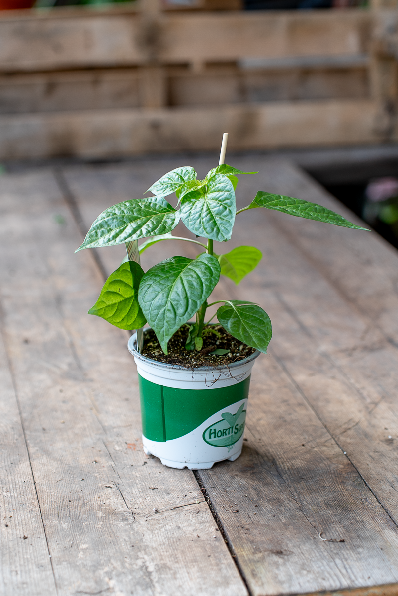 Peperone Piccante Habanero Orange
