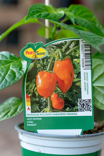 Peperone Piccante Habanero Orange