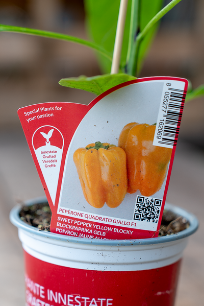 Peperone Quadrato Giallo