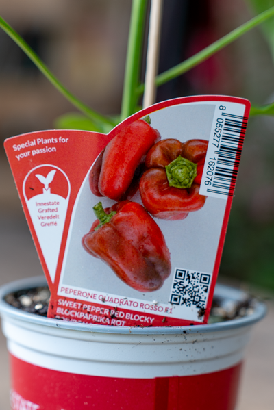 Peperone Quadrato Rosso