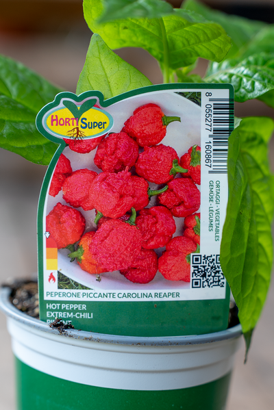 Peperone Piccante Carolina Reaper