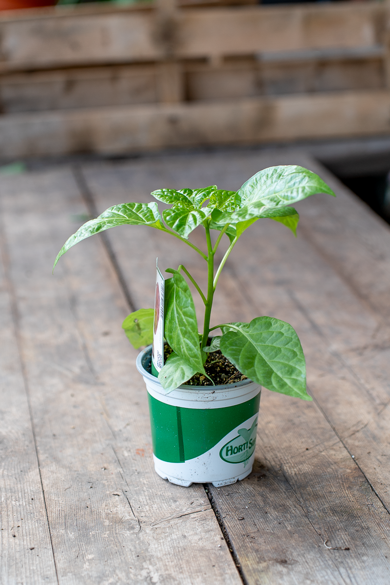 Peperone Piccante Habanero Chocolate