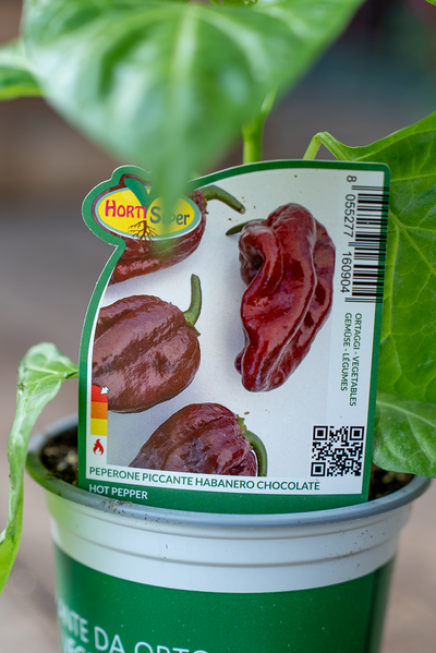 Peperone Piccante Habanero Chocolate