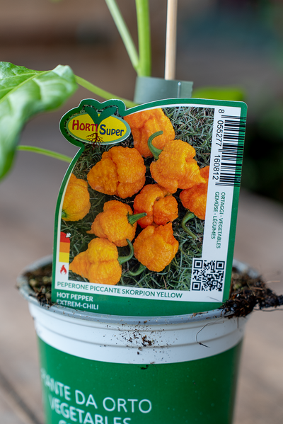 Peperone Piccante Skorpion Yellow
