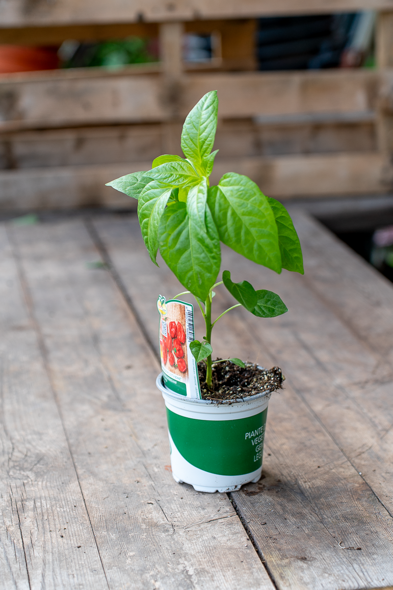 Peperoncino Piccolo Scotch Bonnet