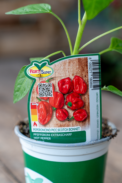 Peperoncino Piccolo Scotch Bonnet