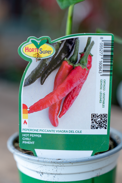Peperone Piccante Viagra Del Cile