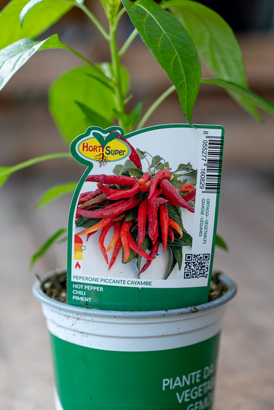 Peperone Piccante Cayambe