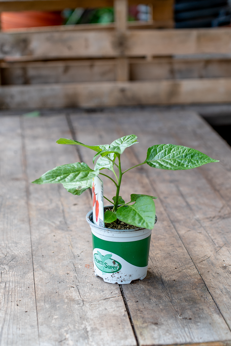 Peperone Piccante Naga Morich