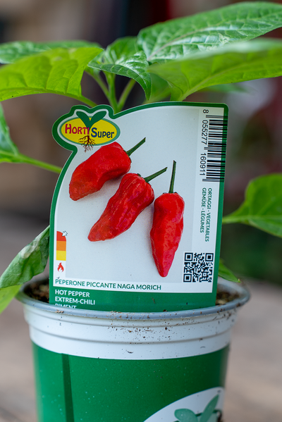 Peperone Piccante Naga Morich