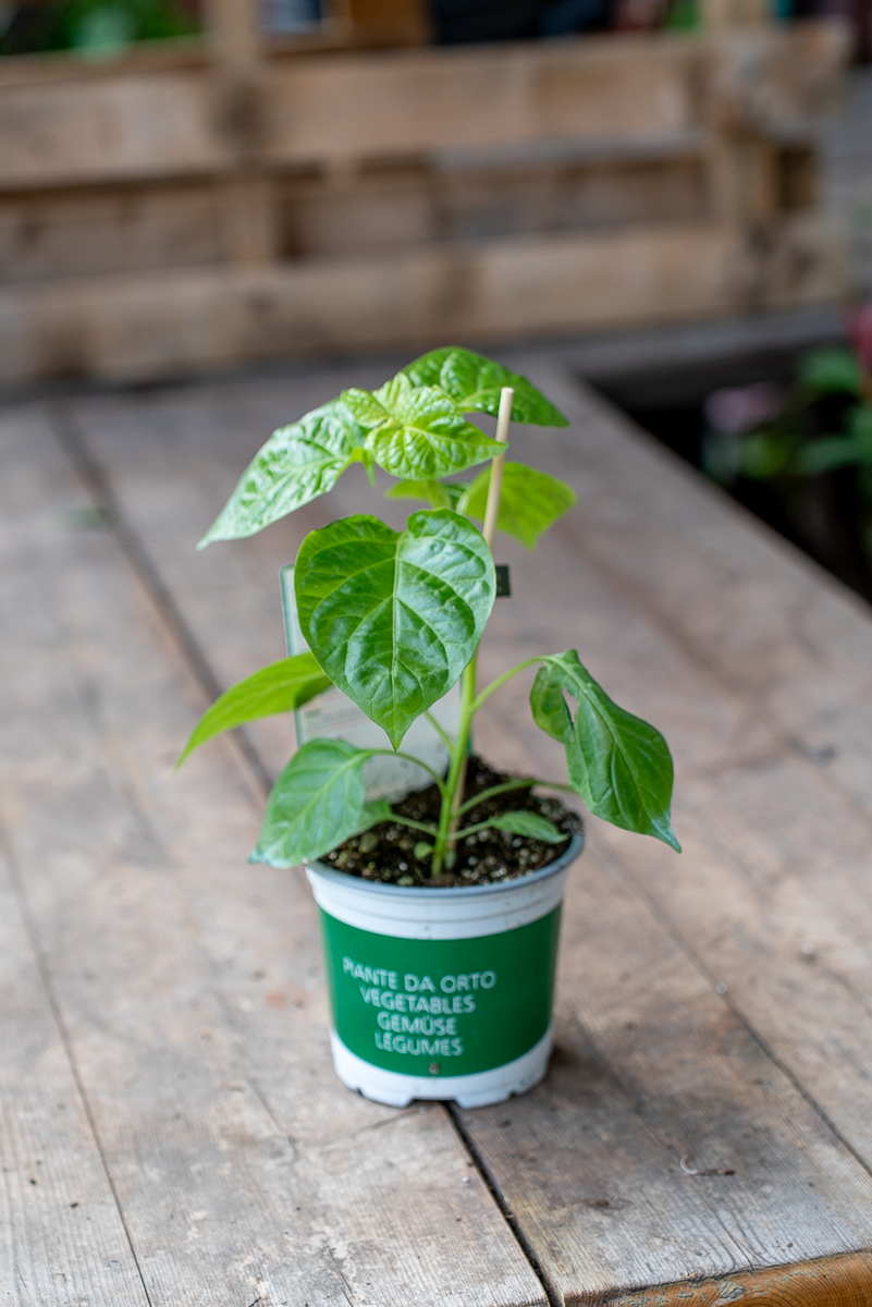 Peperone Piccante Habanero Red