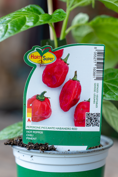 Peperone Piccante Habanero Red