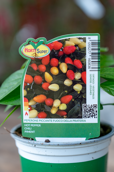 Peperone Piccante Fuoco Della Prateria