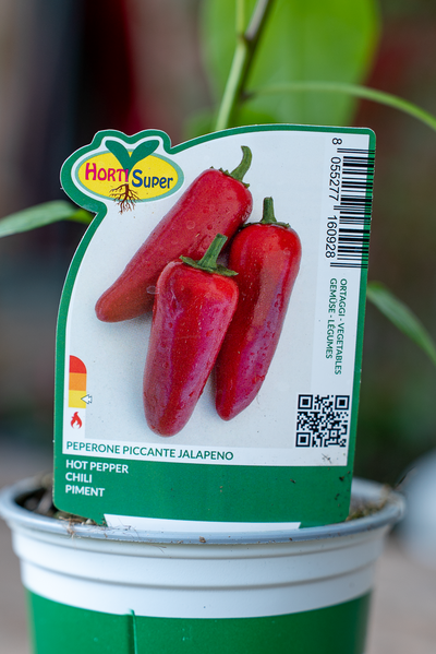 Peperone Piccante Jalapeno