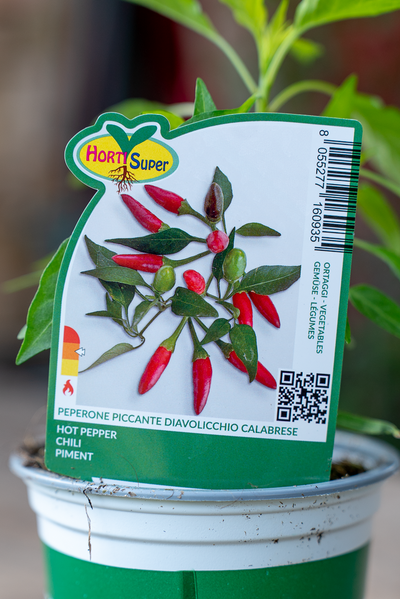 Peperone Piccante Diavolicchio Calabrese