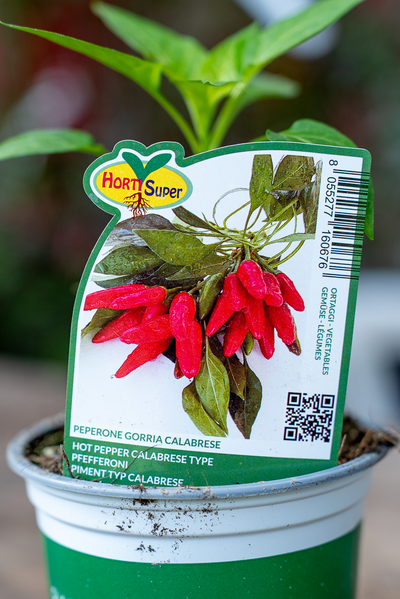 Peperone Gorria Calabrese