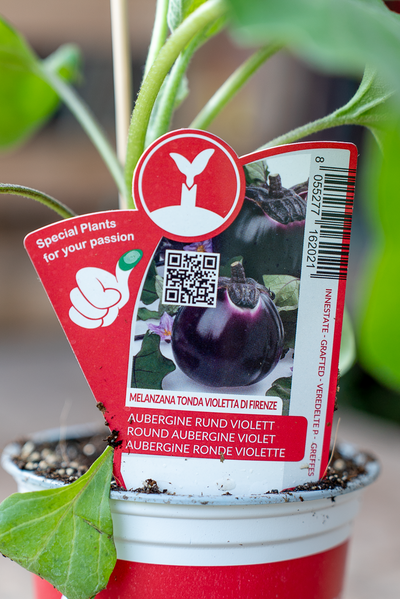 Melanzana Tonda Violetta Di Firenze