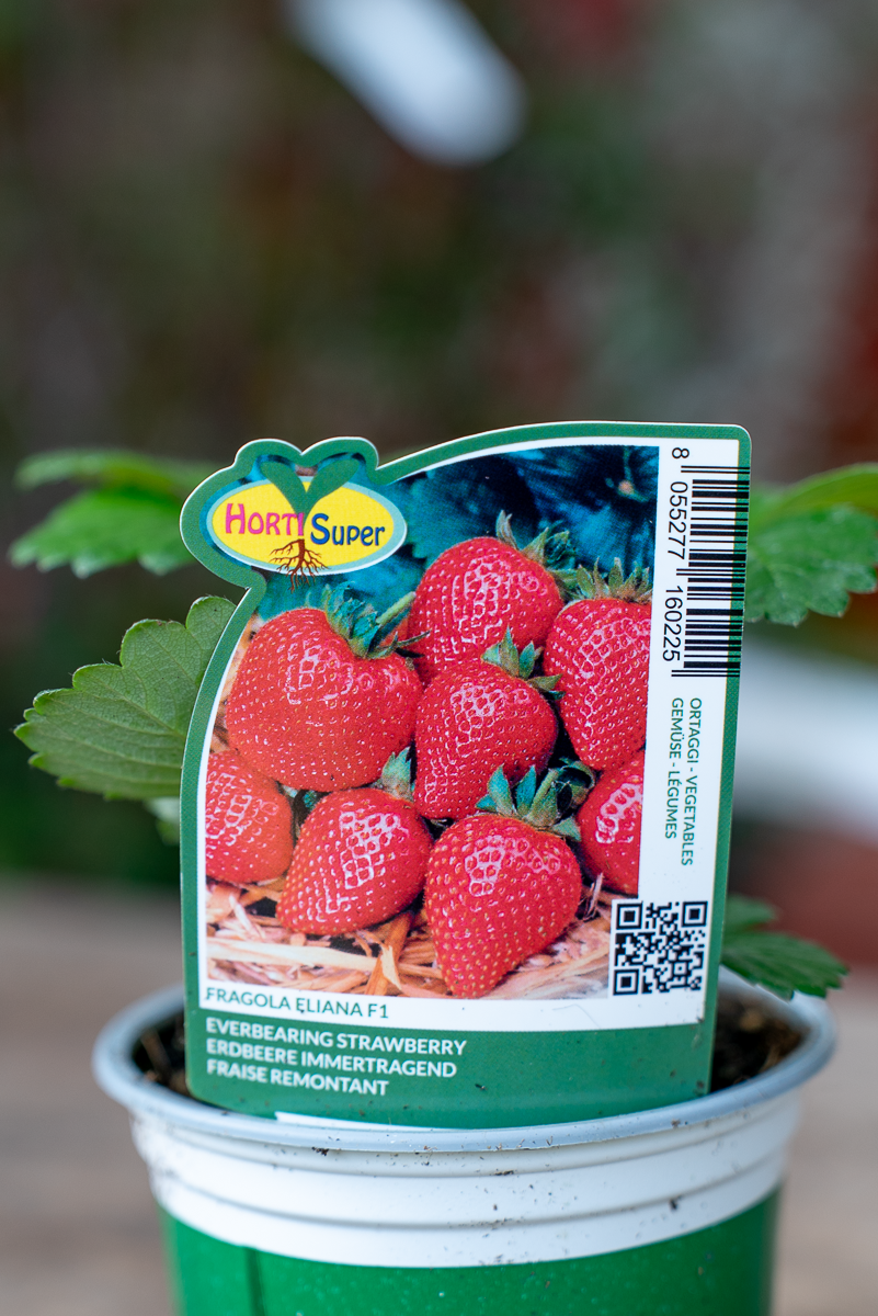 Fragola Eliana