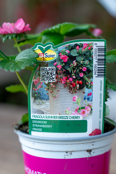 Fragola Summer Breeze Cherry
