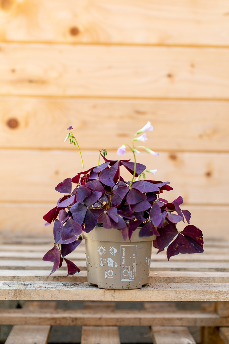 Oxalis Triangolaris