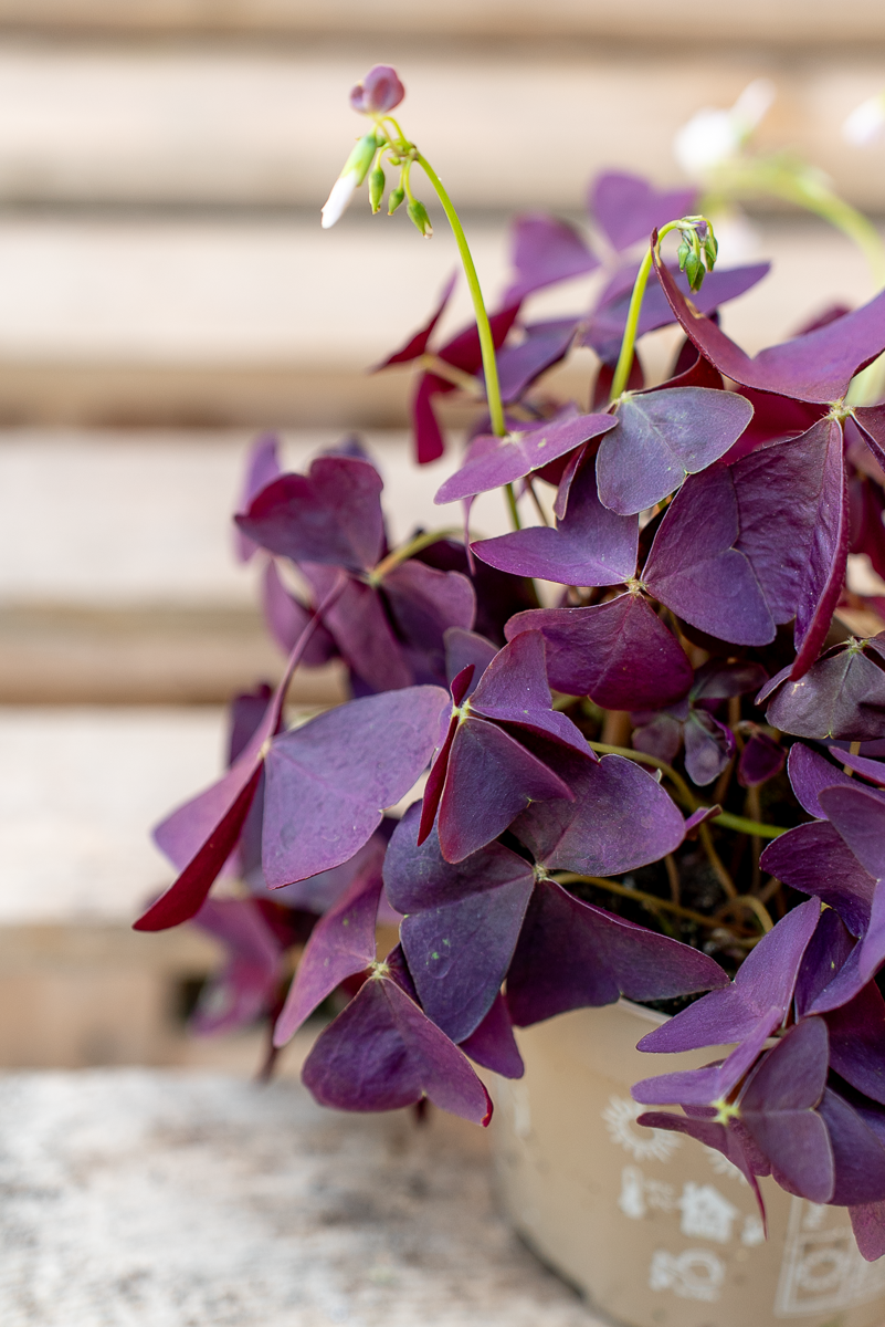 Oxalis Triangolaris