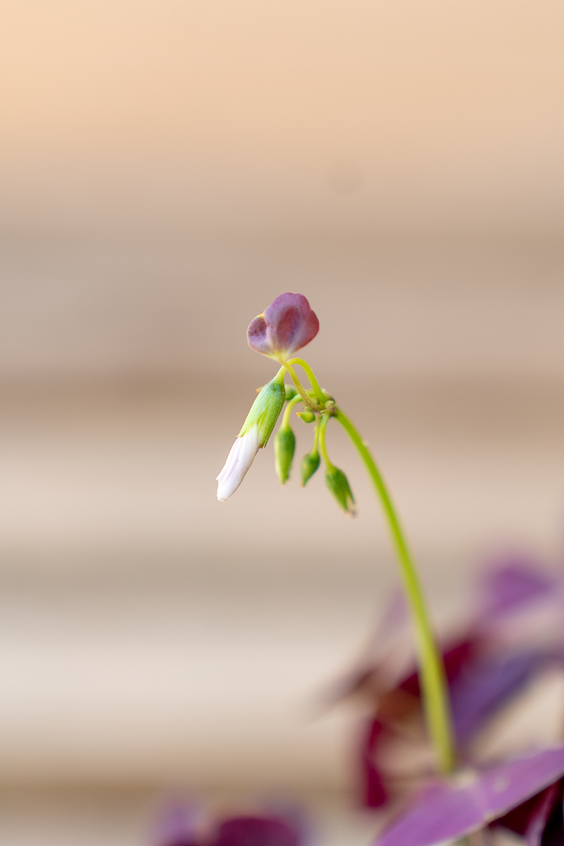 Oxalis Triangolaris