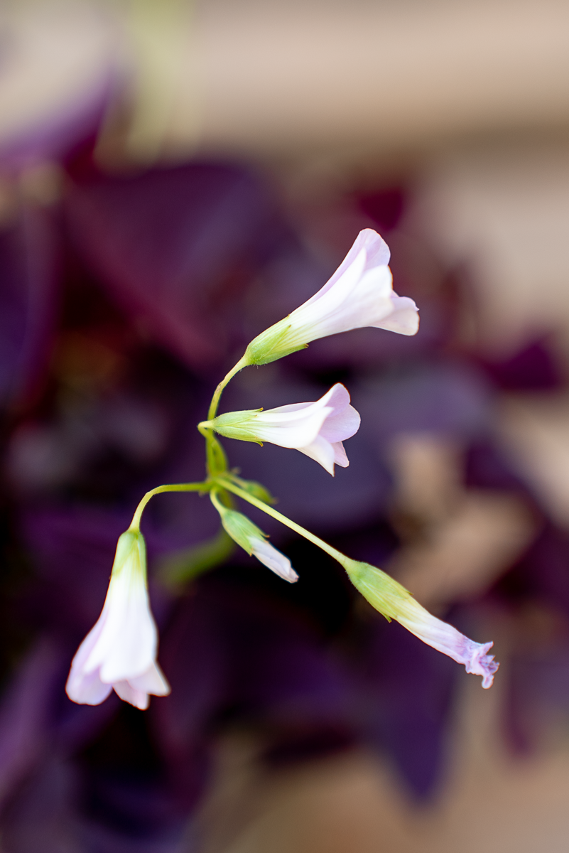 Oxalis Triangolaris