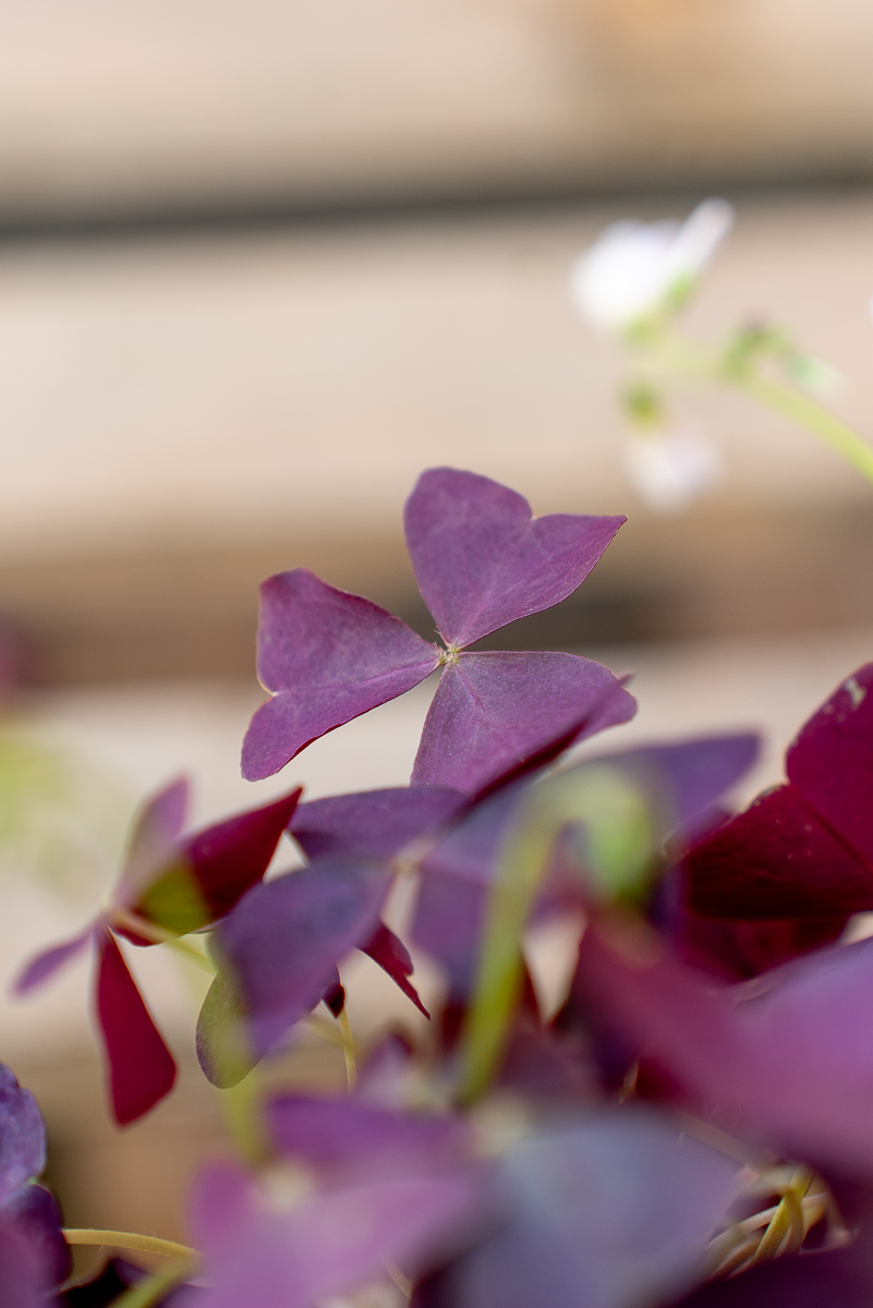 Oxalis Triangolaris