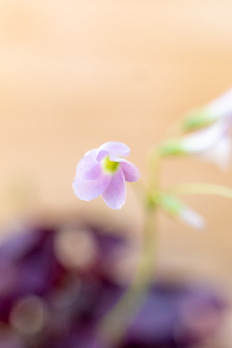 Oxalis Triangolaris