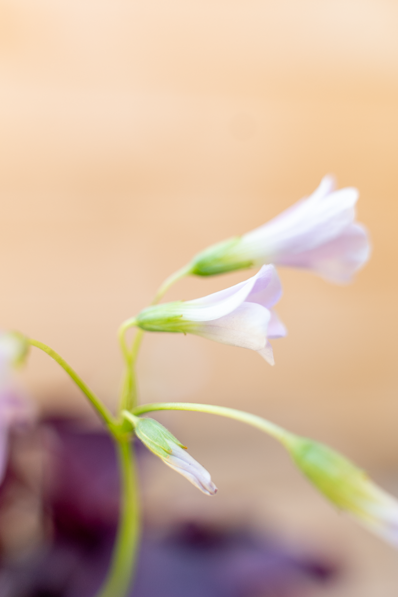 Oxalis Triangolaris