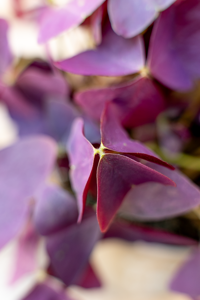 Oxalis Triangolaris