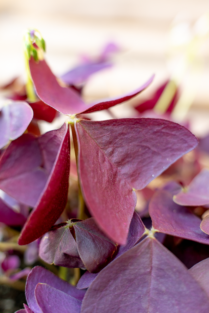 Oxalis Triangolaris