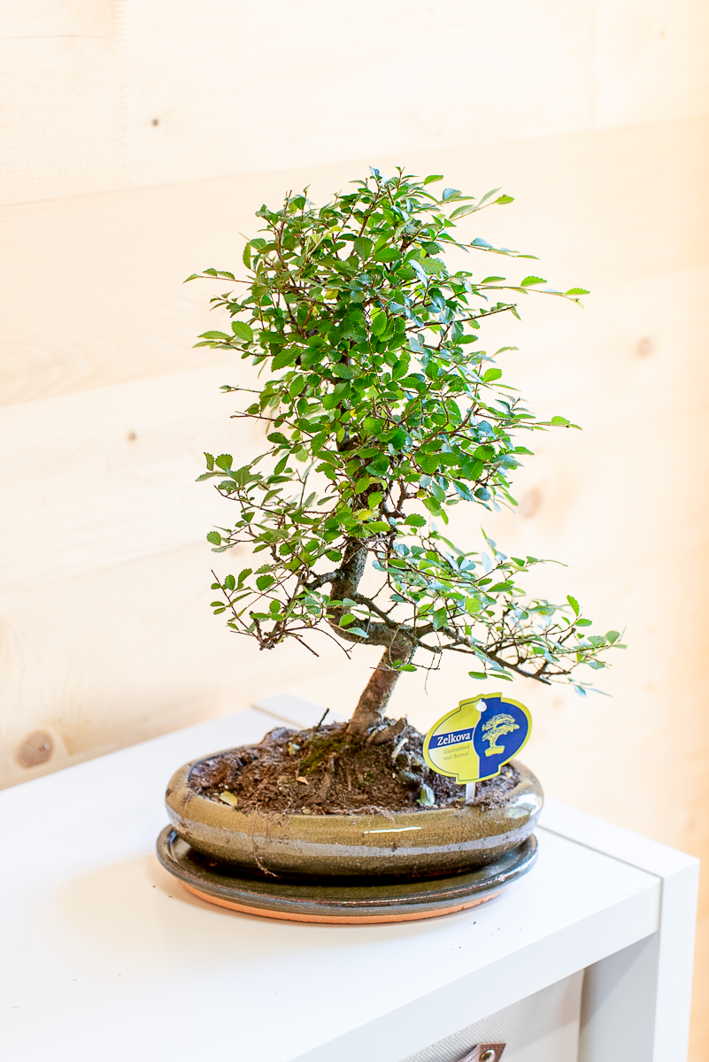 Zelkova Bonsai