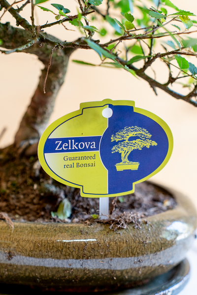 Zelkova Bonsai