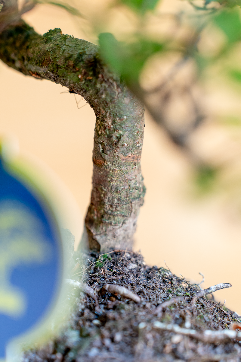 Zelkova Bonsai