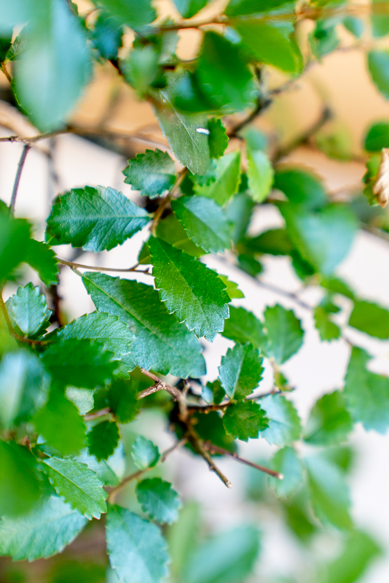 Zelkova Bonsai