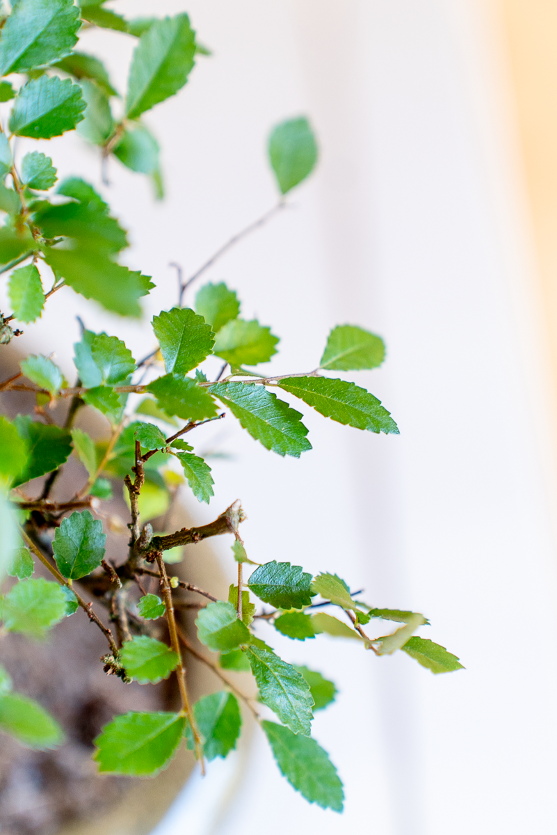 Zelkova Bonsai
