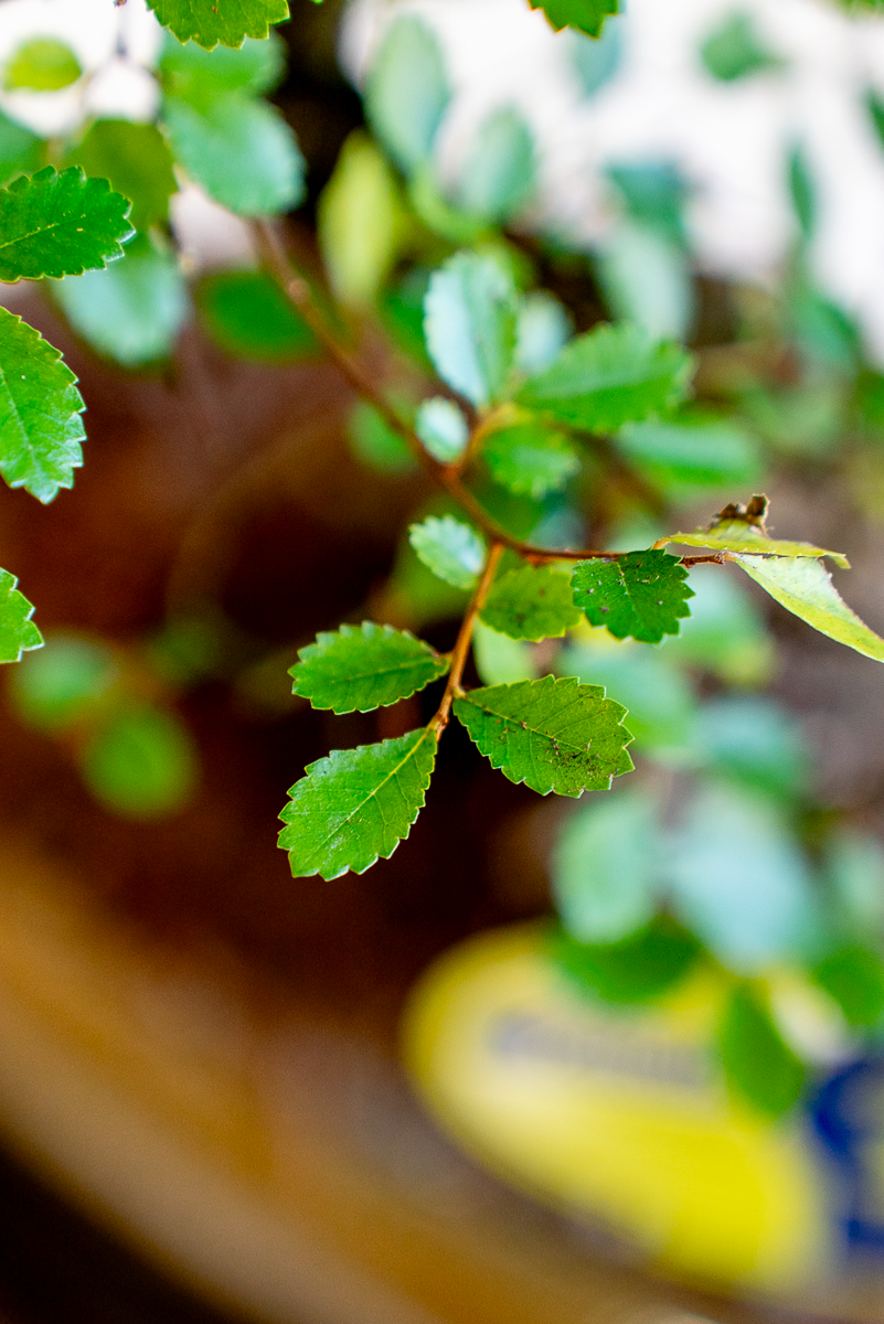 Zelkova Bonsai