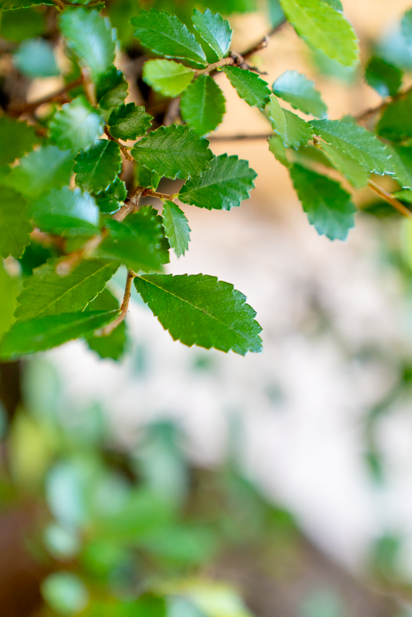 Zelkova Bonsai