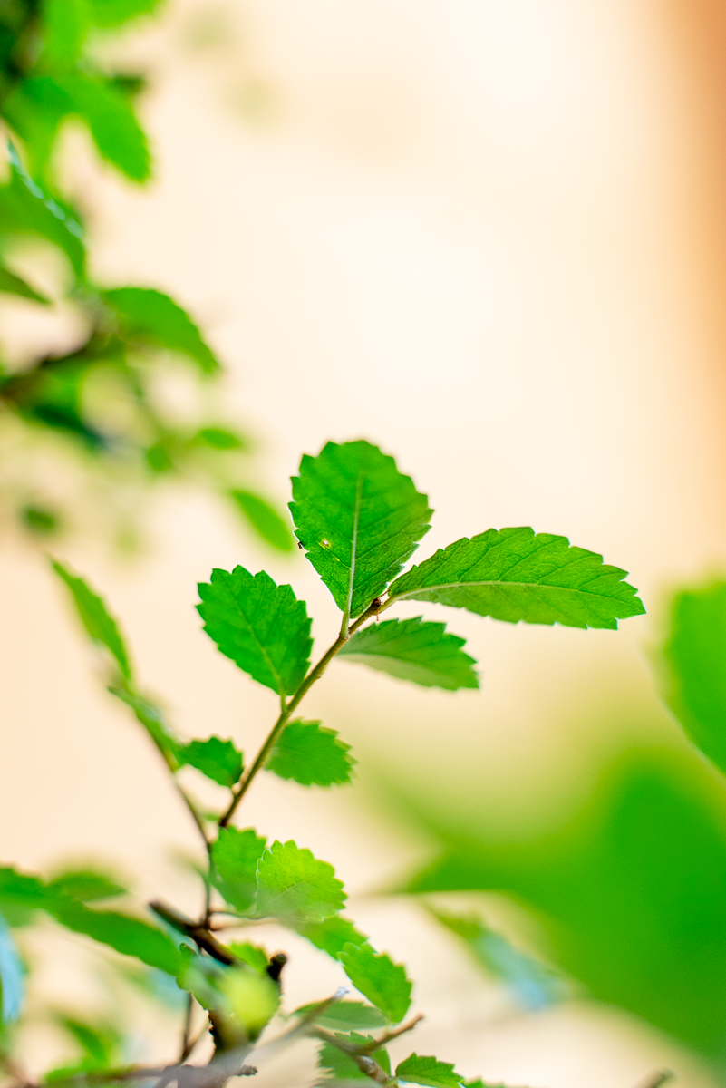 Zelkova Bonsai