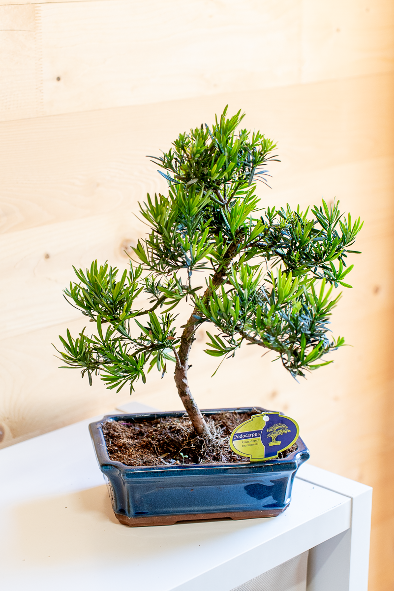 Podocarpus Bonsai