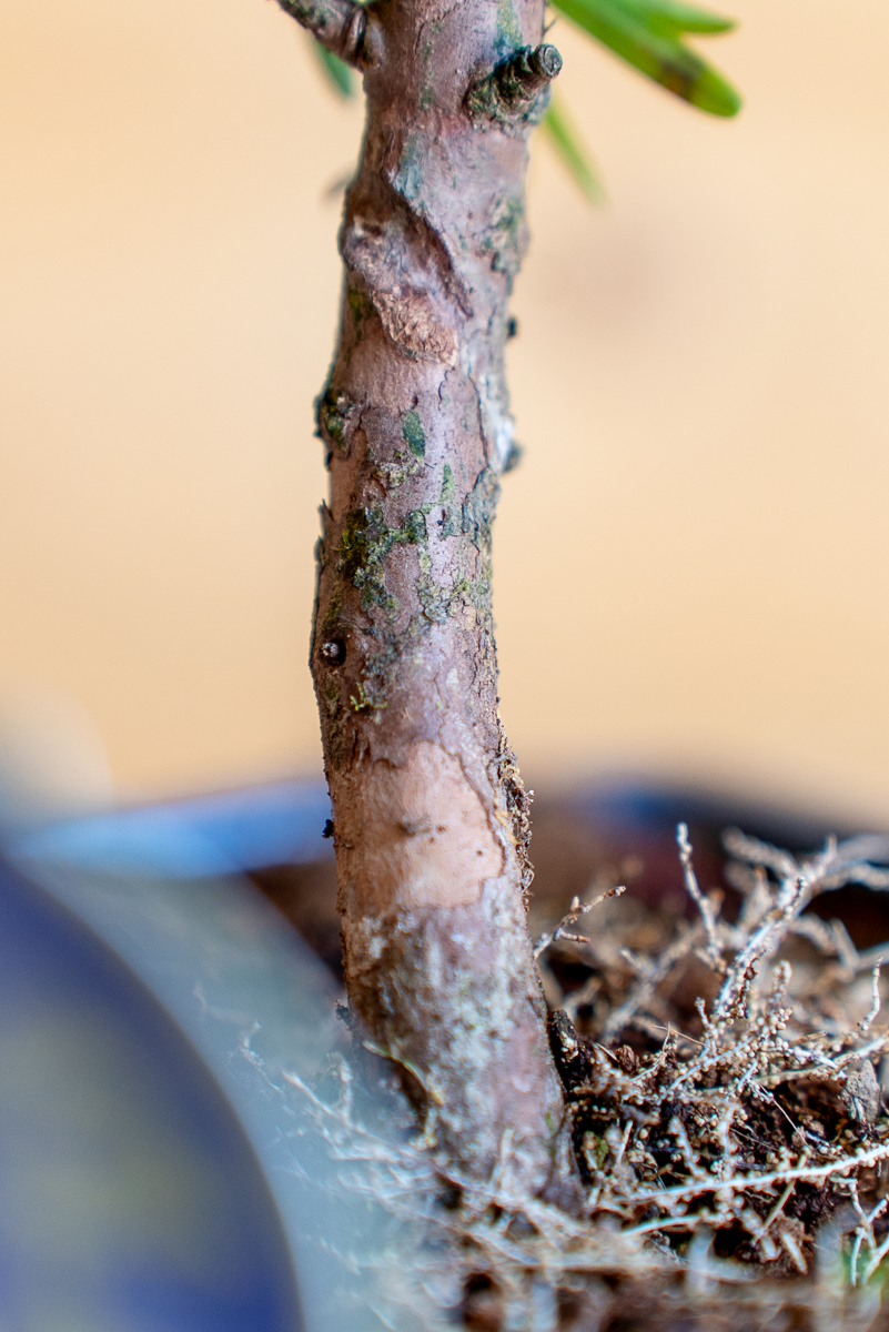 Podocarpus Bonsai