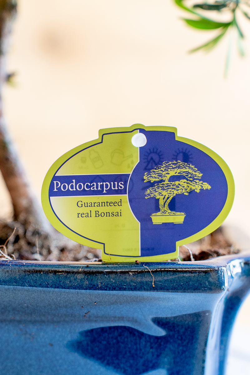 Podocarpus Bonsai