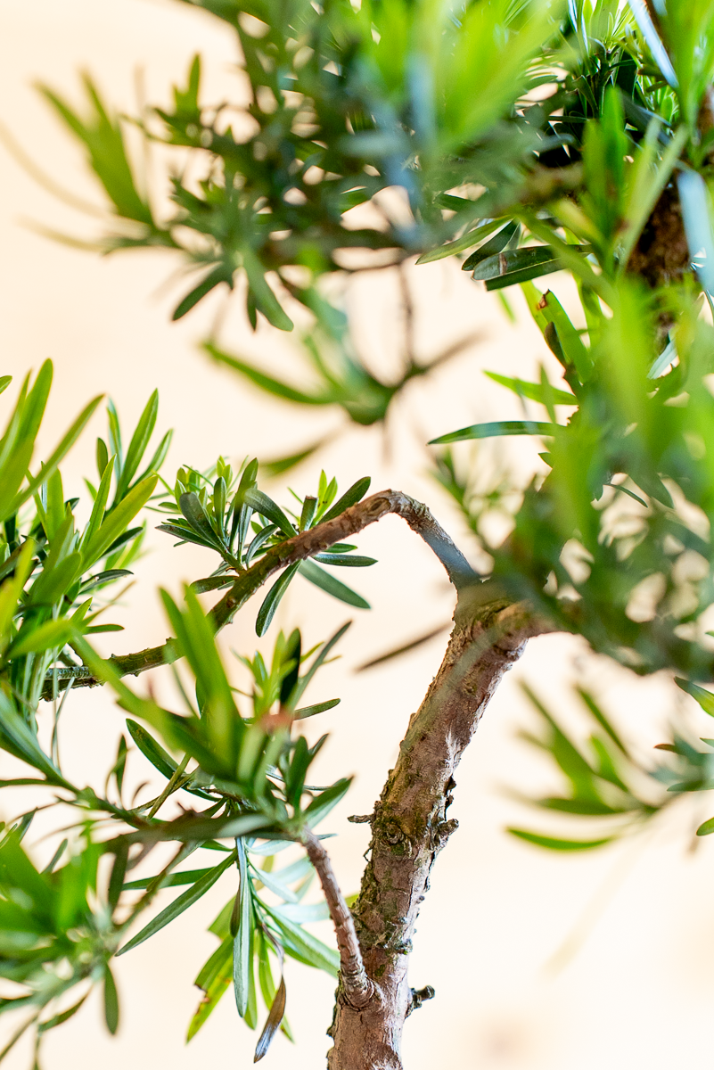Podocarpus Bonsai