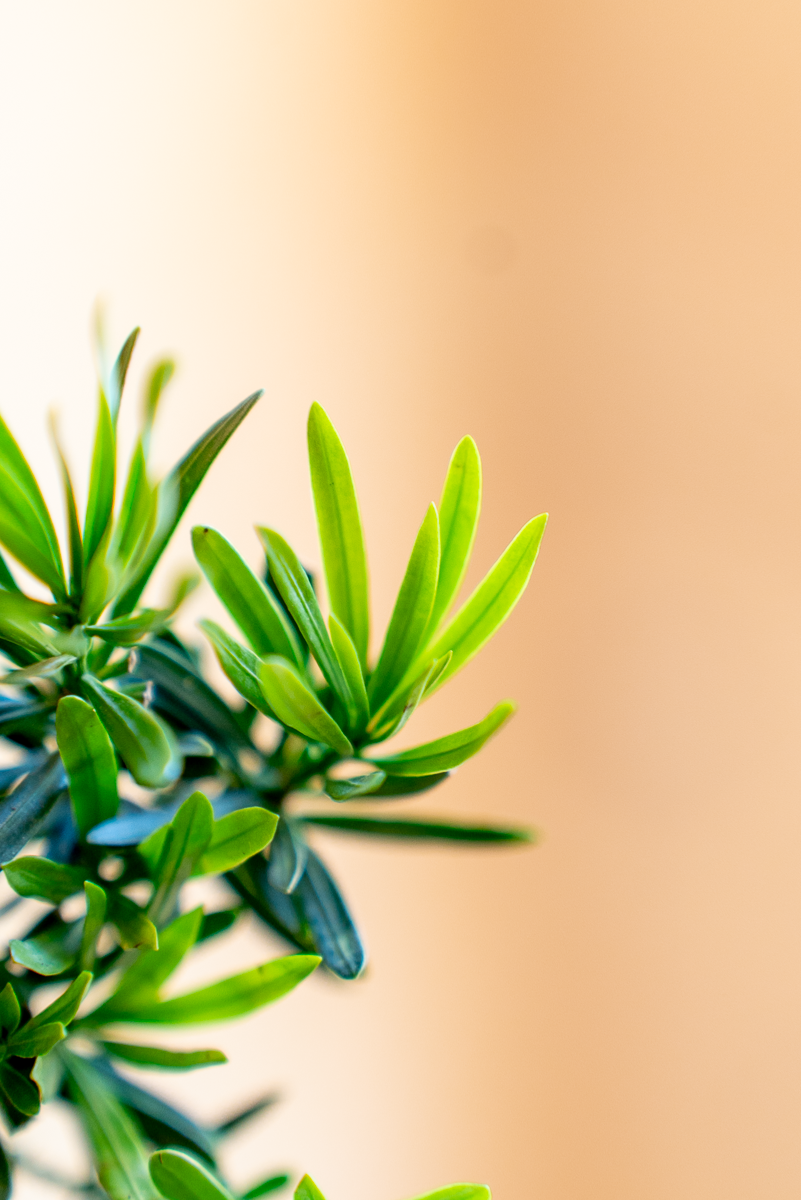 Podocarpus Bonsai